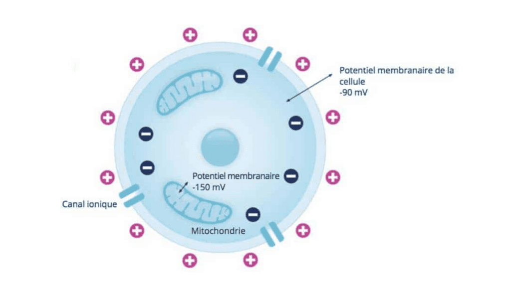 Cellule malsaine vs cellule saine
