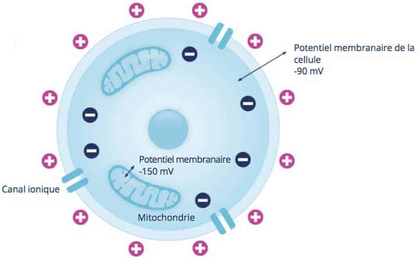 Cellule malsaine vs cellule saine