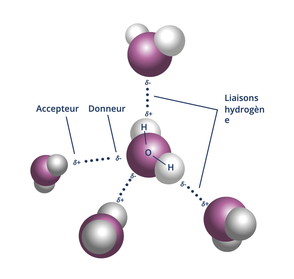 Les liaisons hydrogène entre les molécules d’eau